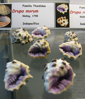 Drupa morum Drupa morum