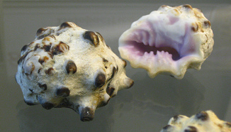 Drupa morum, primer plano 02 Drupa morum, primer plano 02