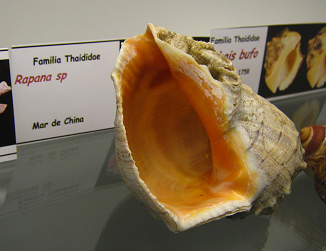 Rapana sp,
placa Rapana sp, placa