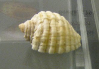 Thais orbita, Nahaufnahme