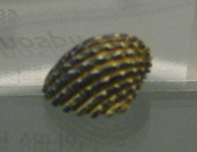 Nerita planospira, primer plano