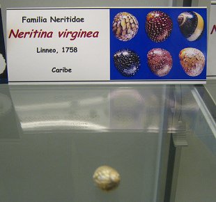 Neritina virginea