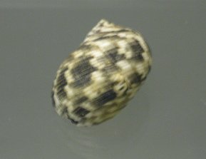 Nerita undata, Nahaufnahme