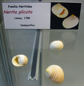 Nerita plicata