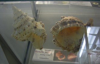 Tutufa bufo, Sicht von unten