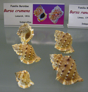 Bursa crumena