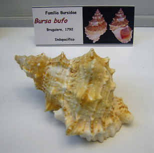 Bursa bufo