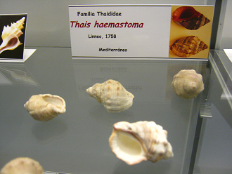 Thais
haemastoma Thais haemastoma