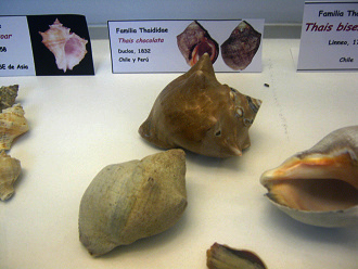 Thais chocolata Thais chocolata