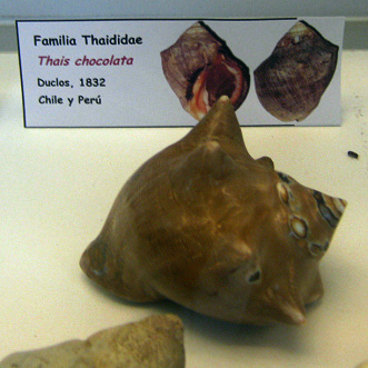 Thais chocolata, Nahaufnahme Thais chocolata, Nahaufnahme