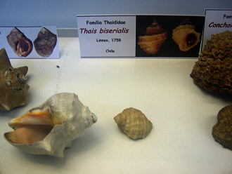 Thais
biserialis Thais biserialis