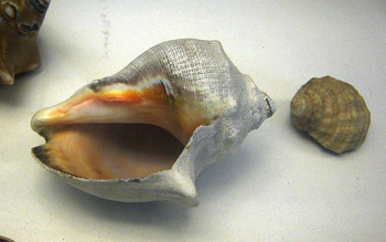 Thais biserialis, Nahaufnahme Thais biserialis, Nahaufnahme