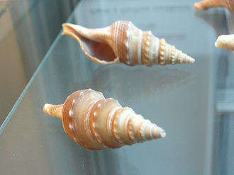 Turricula javanum, primer plano