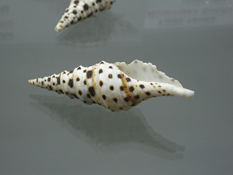 Turris babylonia, primer plano