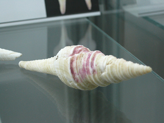 Polystira albida, primer plano