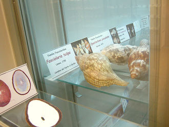 Fasciolaria tulipa, placa