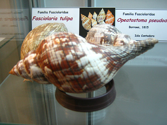 Fasciolaria tulipa, vista total