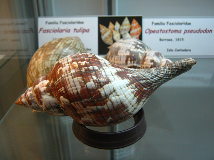 Fasciolaria tulipa, primer plano 01