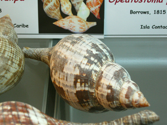 Fasciolaria tulipa, primer plano 02