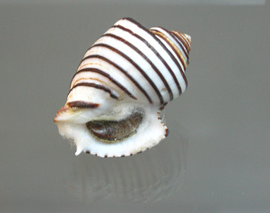 Opeatostoma pseudodon, primer
                                  plano 01