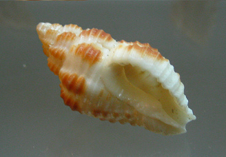 Latirus nagasakiensis, primer plano