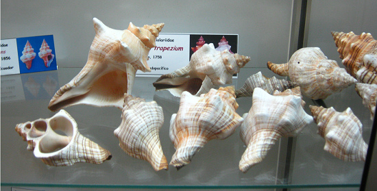 Pleuroploca trapezium, vista total