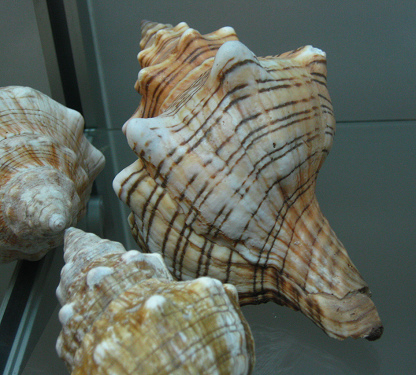 Pleuroploca trapezium, primer plano 02