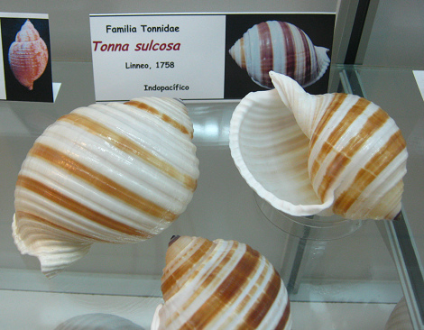 Tonna
                          sulcosa