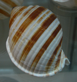 Tonna sulcosa, primer plano