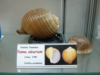 Tonna
                          olearium
