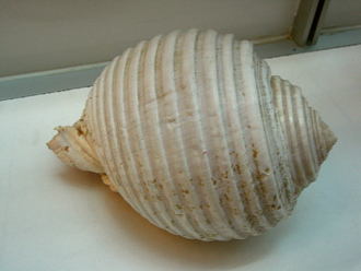 Malea ringens, primer plano 01