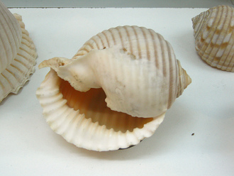 Malea ringens, primer plano 02