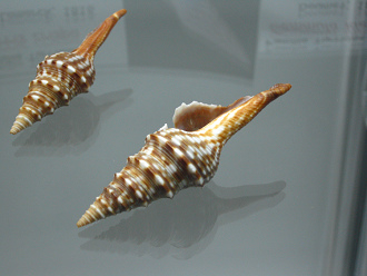 Turris crispa, Nahaufnahme