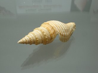 Micantapex luehdorfi, Nahaufnahme