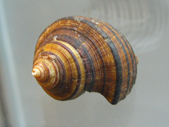 Opeatostoma pseudodon,
                                  Nahaufnahme 02