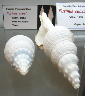 Fusinus couei Fusinus couei