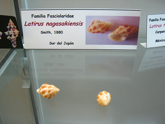 Latirus
nagasakiensis Latirus nagasakiensis
