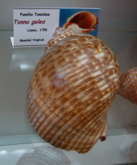 Tonna galea, placa