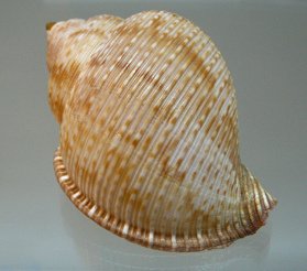 Tonna galea, Nahaufnahme 01