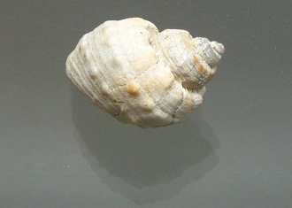 Trigonostoma tuberculosum, Nahaufnahme