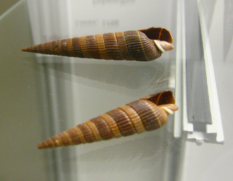 Duplicaria duplicata, primer plano