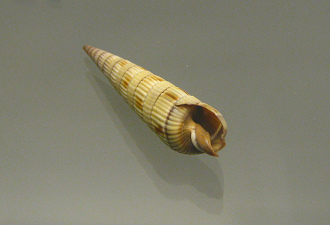 Duplicaria duplicata, primer plano