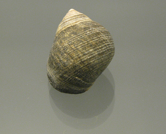 Littorina littorae, primer plano