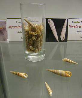 Acuminia venosa, Totale