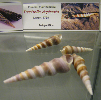 Turritella duplicata
