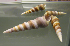 Turritella duplicata, primer plano