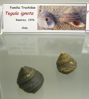 Tegula ignota