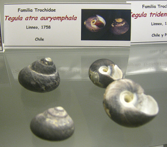 Tegula atra auryomphala