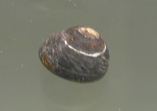 Tegula tridentata, primer plano