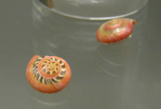 Umbonium vestiarium, Nahaufnahme 01